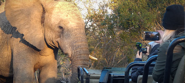 Vuyani Safari Lodge gamedrives